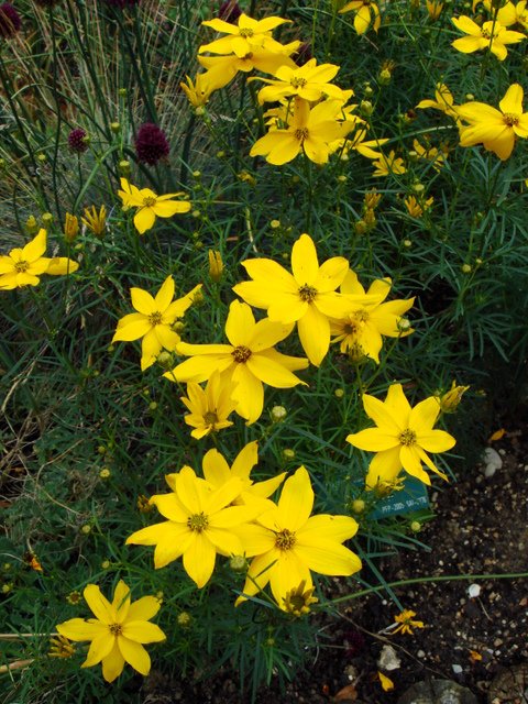 Coreopsis verticillata 'Grandiflora'